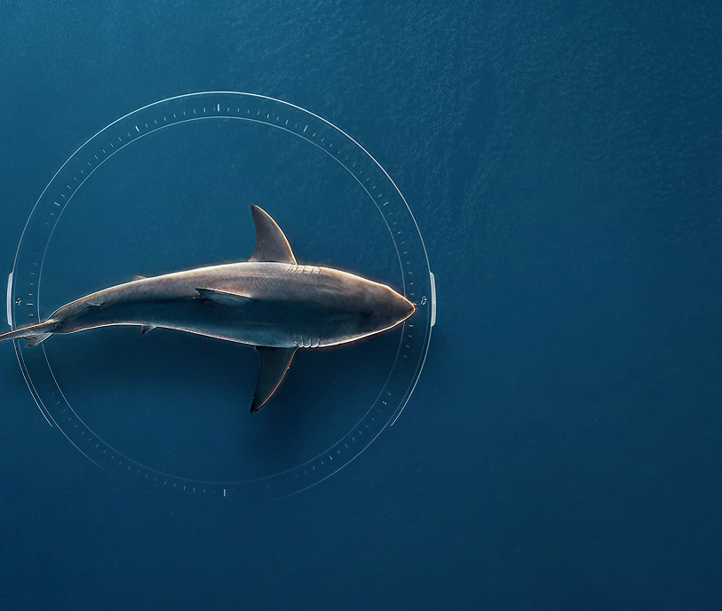 Shark underwater